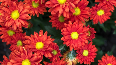 Plant These Autumn Flowers for Vibrant Color