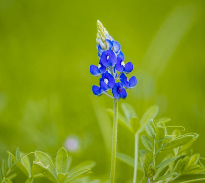 How to Grow Texas Bluebonnets in a Garden Bed