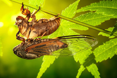 Nature's Noisy Garden Guest: The Song of the Cicada