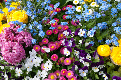 Celebrate National Plant a Flower Day March 12