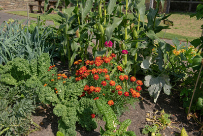 Back to Basics: Watering Tips for Veggies and Flowers