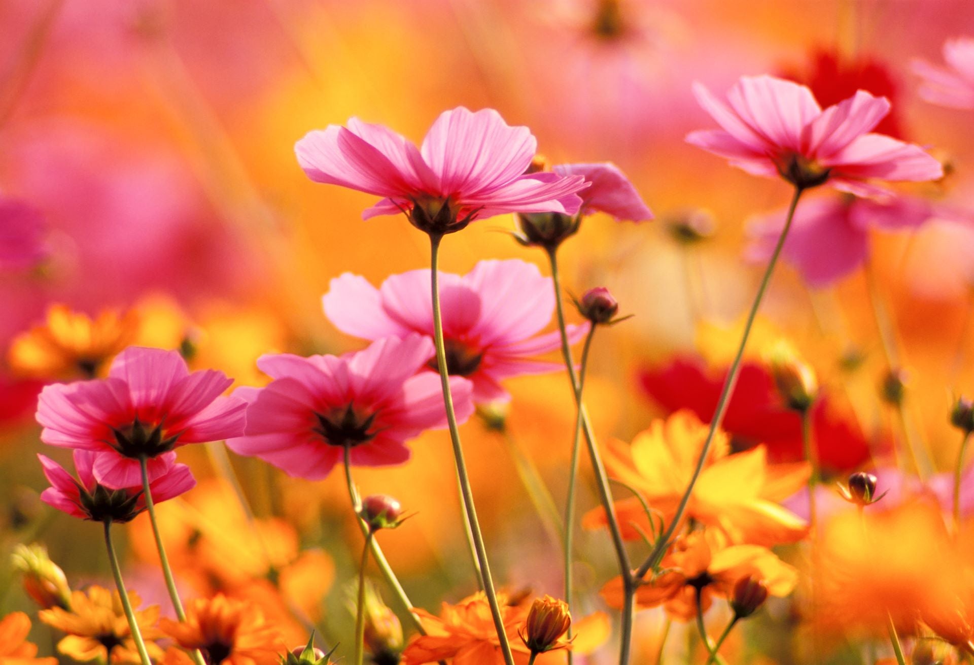 Your Very First Flower Garden: How to Make it a Blooming Success – Vego ...