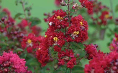 Crape Myrtle: Queen of the South