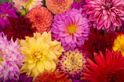Dahlia Gardens: A Guide to Planning and Cultivating Stunning Displays