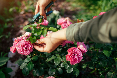 Plant Good Habits: Deadheading, Pruning and Pinching