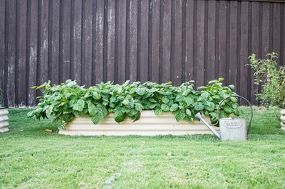 Debunking Common Gardening Myths About Raised Garden Beds