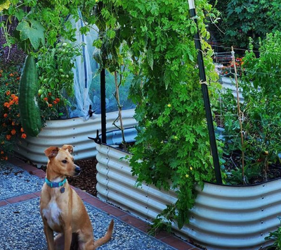 Sensory Gardens for Dogs: Sniff, Sniff, Hurray!