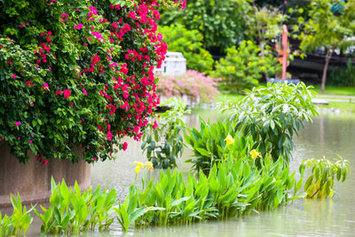 When Rain Falls or Rivers Rise: How to Care for a Flooded Garden