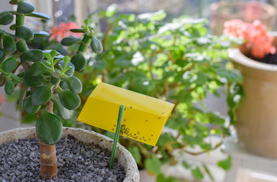 Pesky Pests: Protect Your Garden from Fungus Gnats