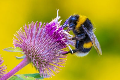 Cultivating a Haven: Gardening for Wildlife