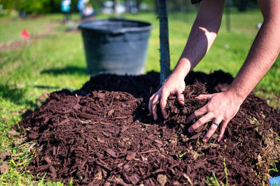 Garden Tips: How Good Do You Mulch?