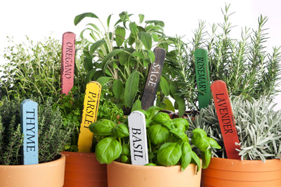 Unlocking the Secrets to a Thriving Indoor Herb Garden