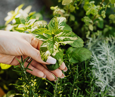 Ready, Set, Plant: Tips for Planning a Summer Herb Garden