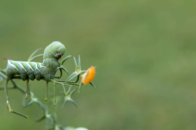 Battling Tomato Pests: Identify and Control Hornworms
