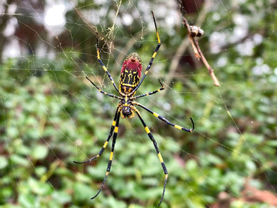 Joro Spiders in the Garden: Worth the Big Hype?