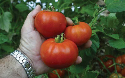 8 Tips for Great Tomatoes