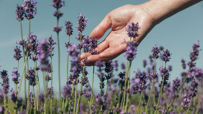 Lovely Lavender: How, When and Why to Grow Organically