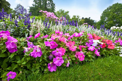Designing with Perennials: Low-Maintenance and Eco-Friendly Garden Solutions