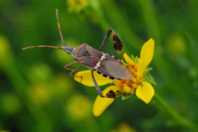 Leaf-Footed Bugs: Your Garden's Achilles Heel