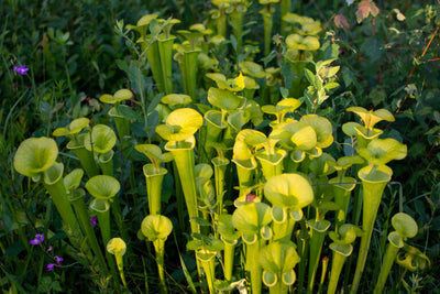 Pitcher Plants Care Guide