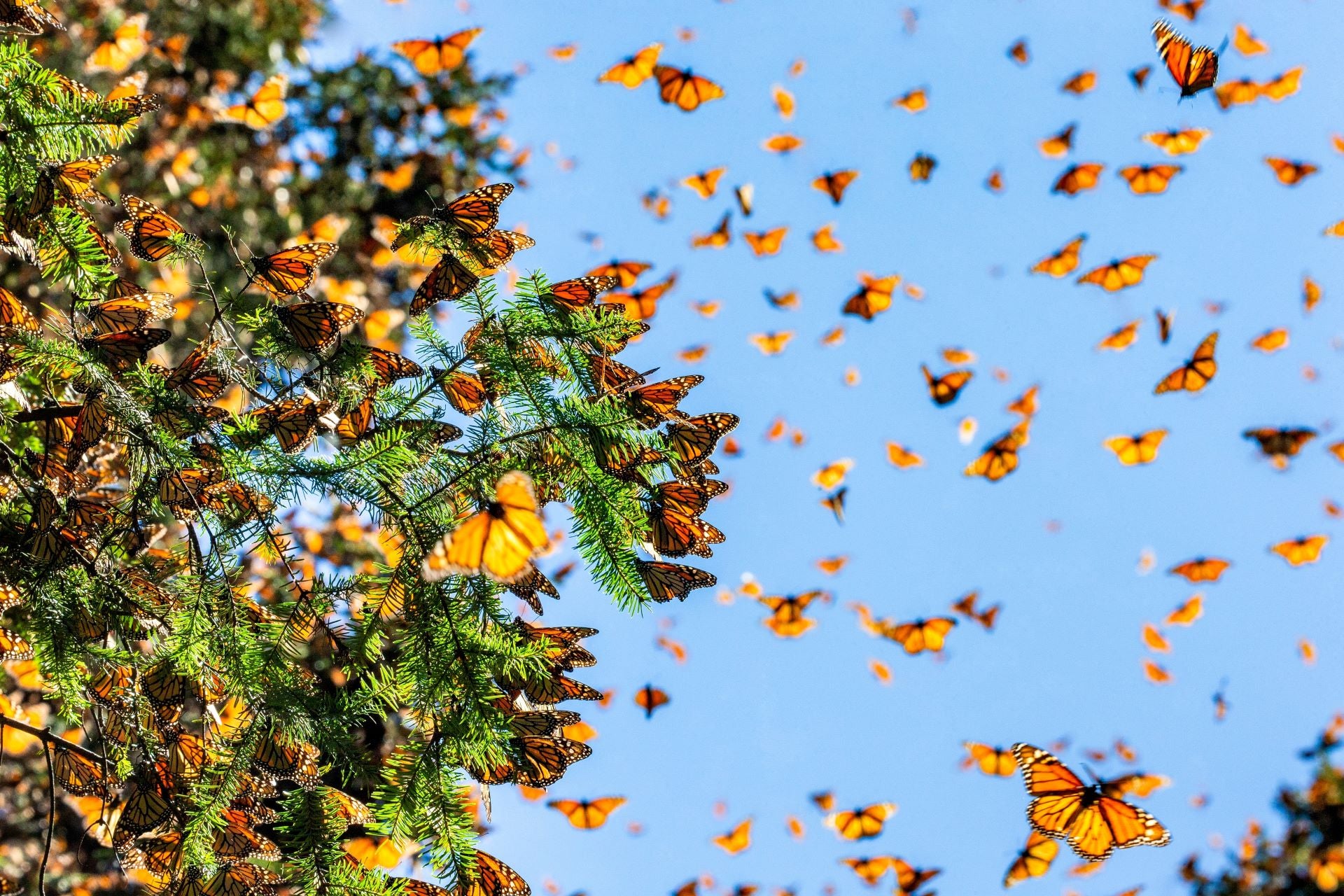 Grants Offered to Develop Monarch Butterfly Gardens Vego Garden