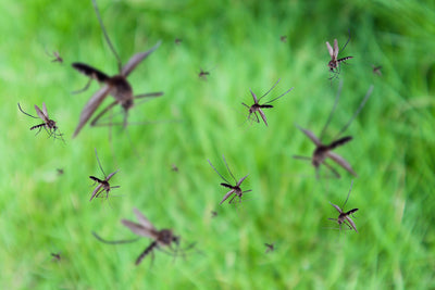 Mosquitoes and Mosquito Hawks: What They Mean for Your Garden