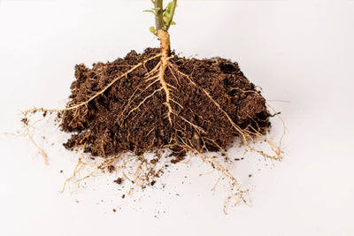Garden Bed Drainage Solutions: Preventing Waterlogging and Ensuring Healthy Roots