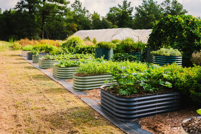 Elevate Your Gardening Experience: The Advantages of Raised Garden Beds
