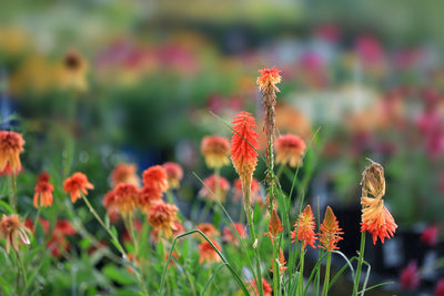 Beauty Without the Effort: Low-Maintenance Plants for a Spring Garden