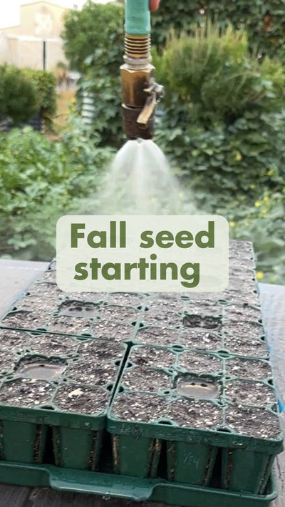 Starting Seeds