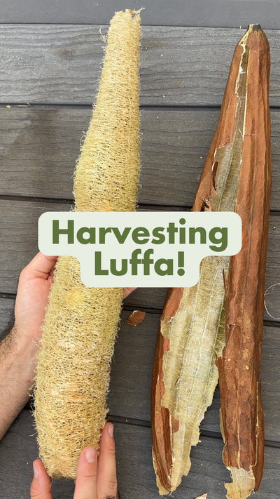 Harvest Luffa