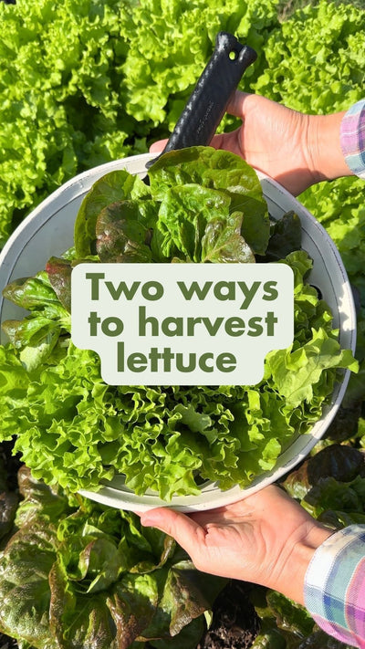 How to Harvest Lettuce