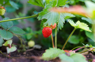 A Shortcut to Shortcake: Tips for Growing Strawberries