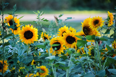 Towards the Sun: 10 of the Best Sunflowers to Grow