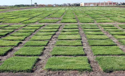 Water-Wise Turf for Texas