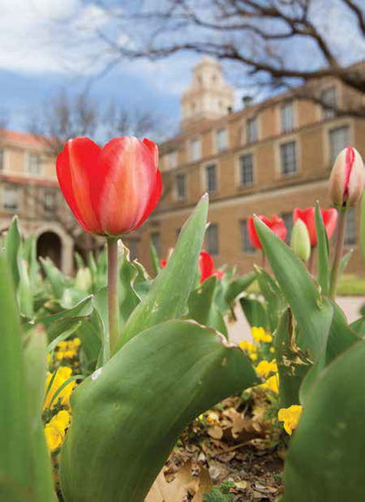 Texas Tech Tulips: Tradition Lives On