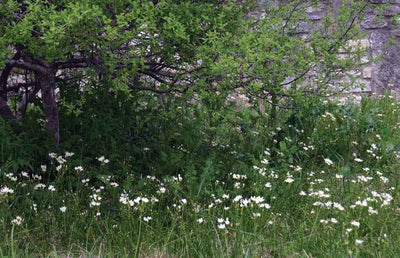 Get a Jump on Spring with Wild Onions and False Garlic