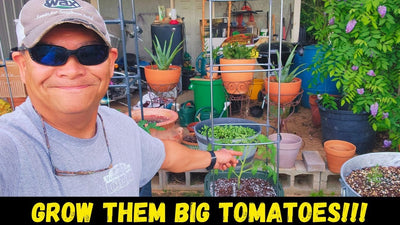 Growing An Oversized Tomato In A Tiny Pot! #vegogarden #vegotomatoplanter