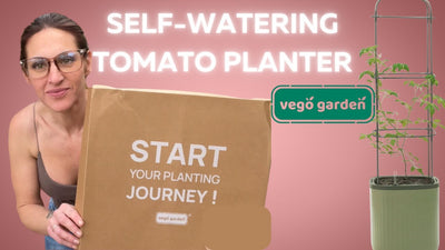 Small Space Gardening || Vego Self Watering Tomato Planter