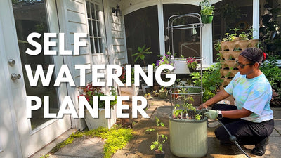 Tomatoes in Containers | Large Self Watering Planters | Container Gardening | Petunias in pots