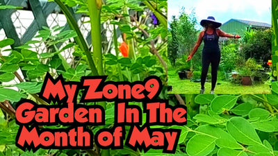 My Zone9 Garden in The Month Of May‼️