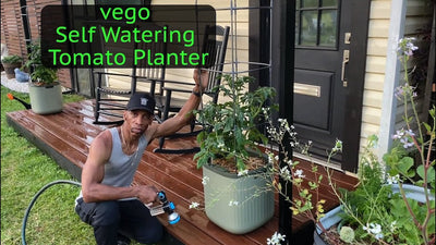 Vego self watering tomato planter #garden #gardening