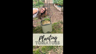 Would you grow a tomato like this?🤪 #organicgardening