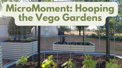 MicroMoment: Hooping the Vego Gardens