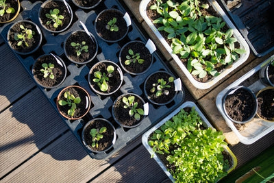 Transitioning Seedlings: Hardening Off and Planting in Your Raised Bed