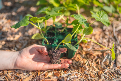 From Seed to Garden: Master the Art of Transplanting with These Essential Tips