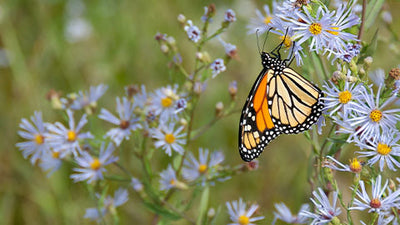 Create A Pollinator Garden:  How, Why and What to Grow