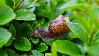 How to Get Rid of Slugs in the Garden