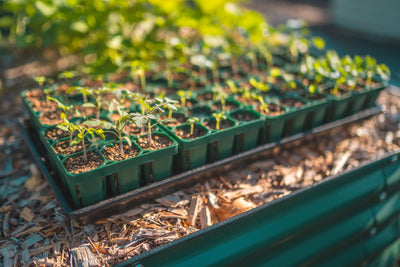 Seedlings: How to Balance Grow Lights and Sunlight