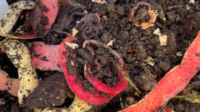 Vermicomposting: What are Earthworm Castings?